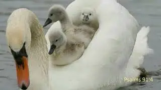 Psalm 91:1-7  Scripture Song