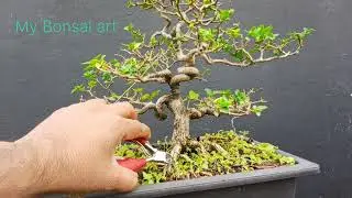 Premna with different style 