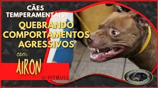 AIRON - Pitbull Agressivo - Dessenssibilização