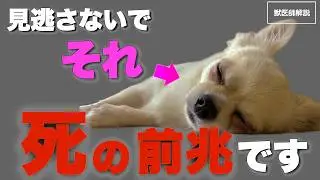 【寿命】犬が亡くなる前に見せる5つの前兆を獣医師が解説