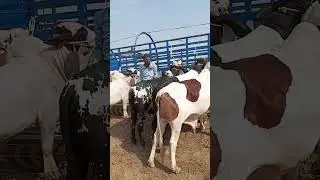 #naazfarming #cattlemarket #luddanmandi