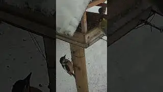 Talvike, Emberiza citrinella, Yellowhammer - Eesti linnud