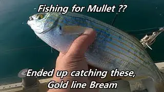 Fishing for Mullet and caught these Monster Bream #fishing #mulletfish