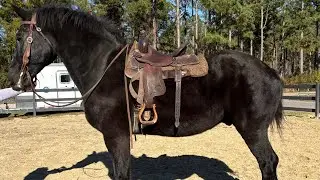 Percheron gelding riding 