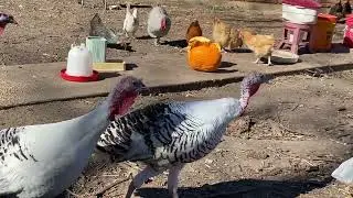 Orpington Flock review The Not So Great Pumpkin with Teen Turkey Gang #backyardchickens #turkeys