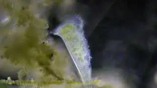 Microorganismos de la Albufera de Valencia (24-10-2025)