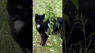 Olive's Spray. Marking territory. #cat #spray #marking
