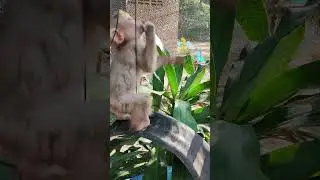 Cute baby mara-monkey shorts# #monkey #shortsvideo#viral #monkeyvideo   #youtubeshorts #monkeys
