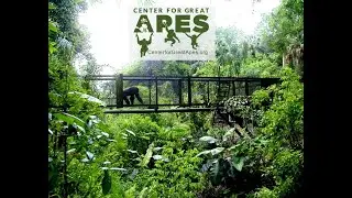 Center for Great Apes Sanctuary Welcome Video