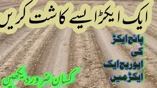 cotton ki Kashat cotton farming in Pakistan