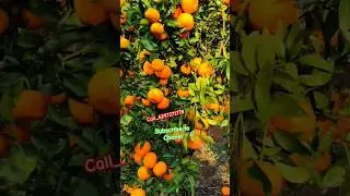 Mandarin orange farming / #orange  / Sweet Orange plant