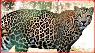 Biggest Leopard Ever