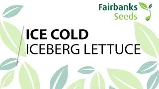 Fairbanks Seeds - Ice Cold, Iceberg lettuce