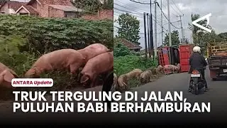 Waduh! Truk Angkut 92 Babi Terguling di Lampung Tengah, Puluhan Hewan Berhamburan