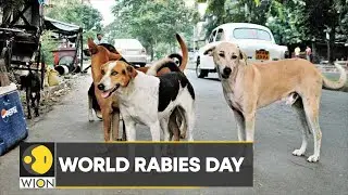 World Rabies Day: Manali strays to the rescue | India's street dogs