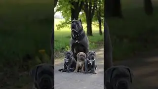 Pawsome Tricks: Dogs Doing the Unexpected! #americanbully #dogtrainingfundamentals