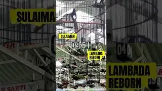 NAMPAR GAK DOSA‼️Duel MURAI Sulaiman VS Lambada Reborn di GAGAK SAKTI Gresik #duelmurai