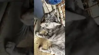 cat