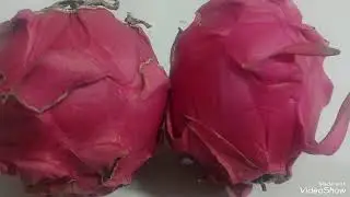 Plantação de cana de açúcar  colheita de  pitaya 