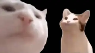Cat Vibing to Pop Cat for 10 Hours