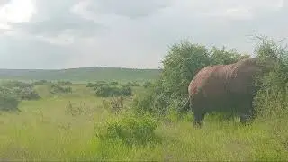 Best animals encounters in Rwanda