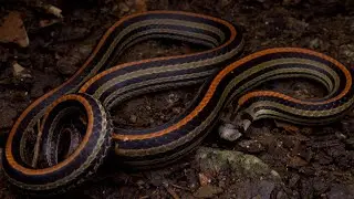 Eight-stripped Kukri Snake: Singapore Snakes