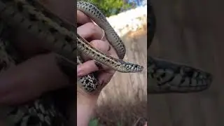 Wild snake POOPED on me! It&rsquo;s a natural defense mechanism! #shorts