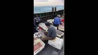LIVE📹 | Net Fishing in the Pacific Ocean. #shorts #boat #fishing