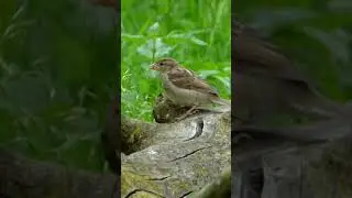 House Sparrow - Urban Elegance 🐦 #housesparrow #shorts
