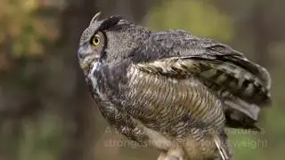 FOR THE BIRDS - Bird Feathers