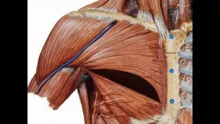 Animation explaining Muscle Splitting Breast Augmentation Technique developed by Mr Umar Khan