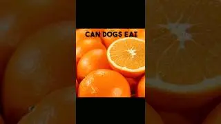 Oranges! 🍊Can Dogs Eat!