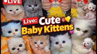 Cute   kitten 🐾 Live 🤩 [48] #cat #ytshorts #livestream #live #foryou #viralvideo #youtubeshorts