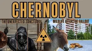 Chernobyl - The Unexpected Sanctuary
