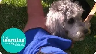 How to Keep Your Pets Cool in Summer | This Morning