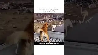 Friends forever 🐾❤️ #dog  #animals  #friends #youtube #loyalty #puppy #love #sad #help