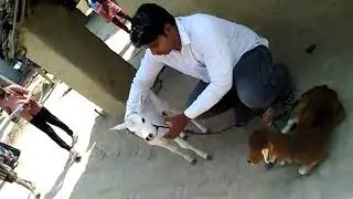 The beautiful Calf in Rural India