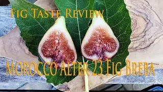 Fig Taste Review: Morocco Alter 23 Breba Fig