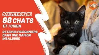 Sauvetage de 88 chats et 1 chien, retenus dans une maison insalubre !