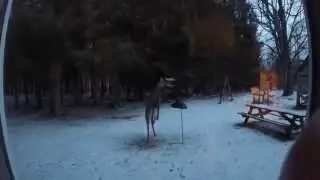 MUST SEE! deer proof bird feeder FAIL