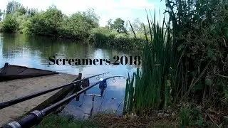 Screamers carp run compilation 2018