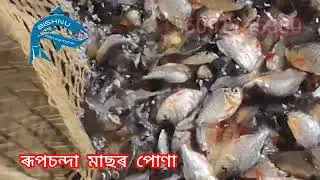 High Quality roopchand fish seed || #roopchand  @Bishnudekajrd @bishnufishfarming 6001145380
