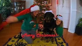Dog Opens Christmas Presents from Stocking - Captain Happy Cappy Rottie