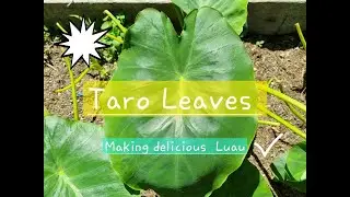 Taro Leaves Recipe with Pork (Luau) | Butterfish | Yum Yum | Porirua Wellington NZ