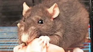 How to Deal with a Rat That Bites | Pet Rats