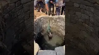bear 🐻 rescue near village well #ytshorts #animals