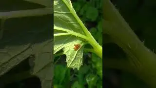 #chaos garden #chaosgardening #gardenmistakes #gardenfails #gardeninghumor #top5 #beginnergardener