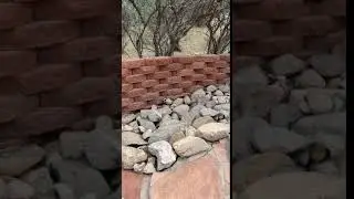 Gila Monster