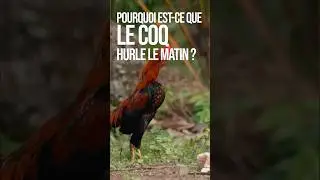 Pourquoi les coqs chantent &agrave; 5h du mat ?