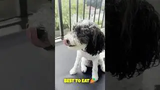 Carrot Eating Mukbang ASMR 🐶🥕😋🎙️#cavapoo #carroteating #dogasmr #dogmukbang